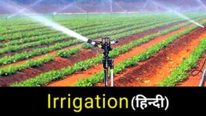 Irrigation kya hai hindi