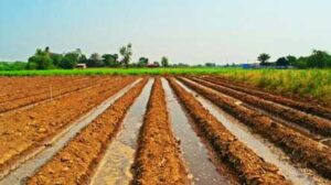 furrow irrigation hindi