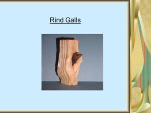 Rind-galls
